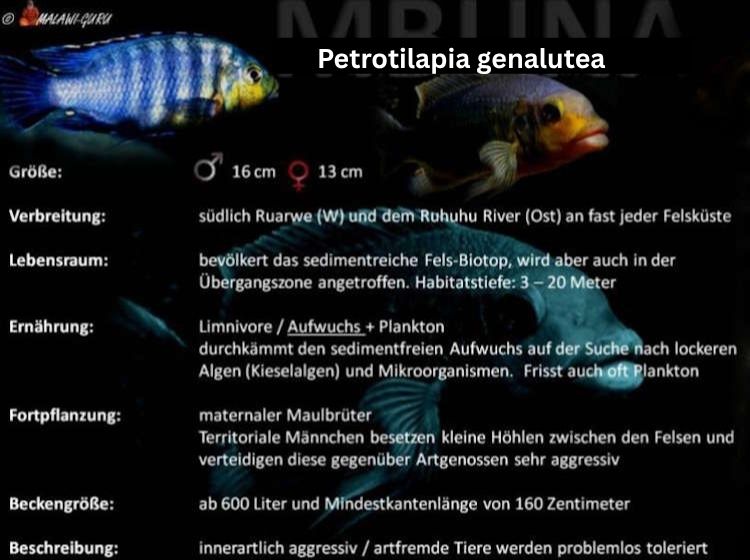 Petrotilapia genalutea